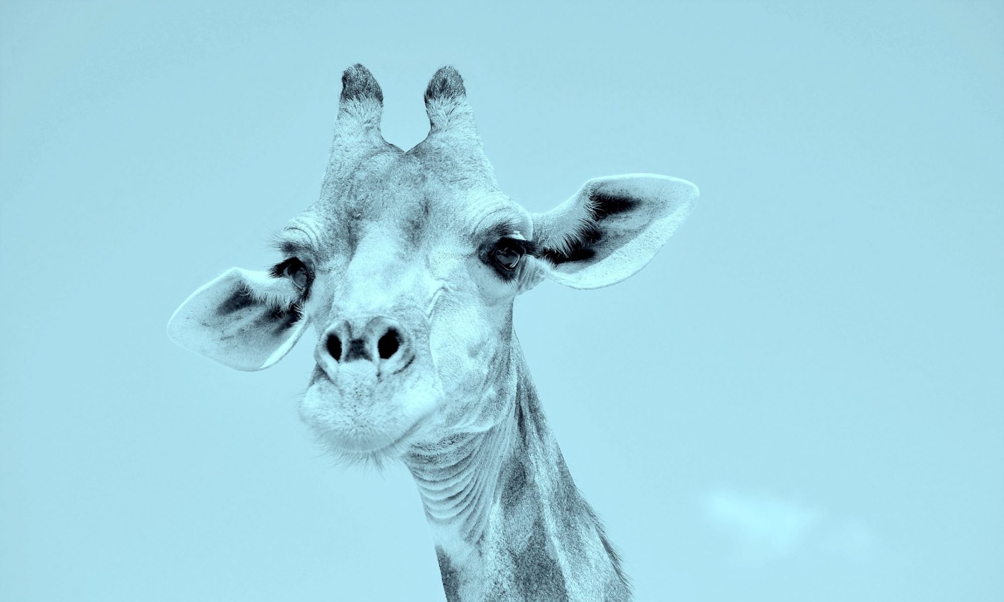 Giraffe (Hintergrund)